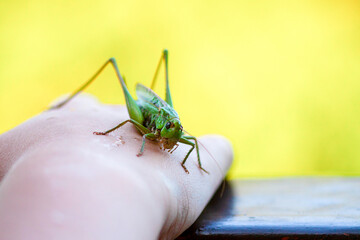 Green grasshopper on a hand under sunlight. Connection and gentle exploration.