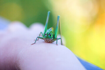 Green grasshopper on a hand under sunlight. Connection and gentle exploration.