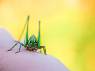 Green grasshopper on a hand under sunlight. Connection and gentle exploration.