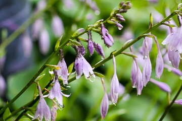 Purple hosta flowers glowing in morning light. Tenderness and fresh botanical texture.