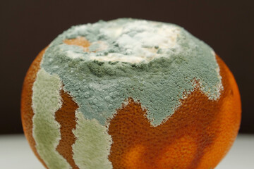 Overripe and rotten mandarin. Rotten tangerine covered with mold