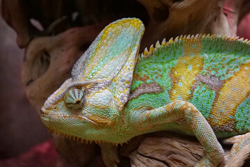 Beautiful chameleon. Known for their ability to change body color