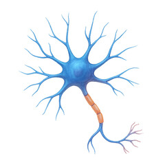 Neuron Illustration &ndash; Biological Nervous System Cell on Transparent Background