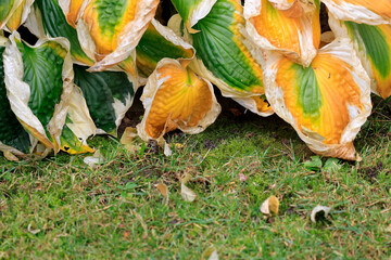 Herbstverf&auml;rbung bei den Funkienbl&auml;ttern
