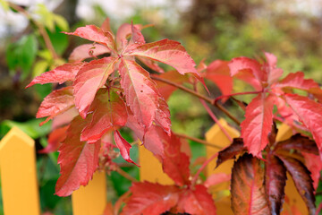 Bl&auml;tter der Jungfernrebe, die im Herbst r&ouml;tlich verf&auml;rbt sind