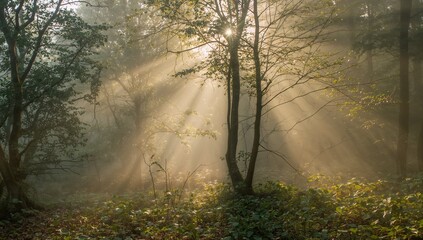 Golden sunbeams pierce misty forest canopy creating a magical, serene natural landscape