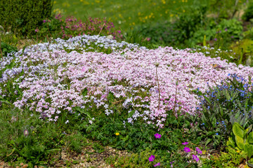 Moss phlox (phlox subulata) flowers in bloom