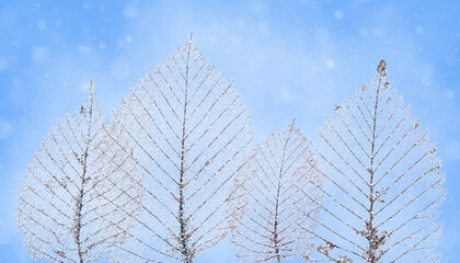 Frost-covered leaves on a blue winter background. Beautiful frozen foliage with delicate ice crystals and soft snowfall. Seasonal nature concept with cold and fresh atmosphere