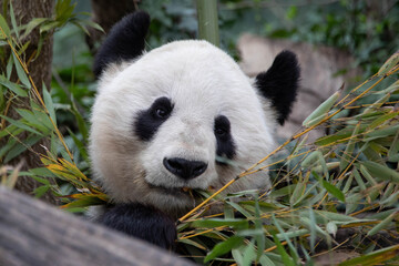 Obraz premium Panda Bär Portrait 