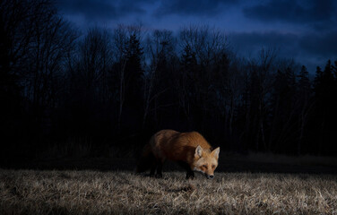 Red fox at night