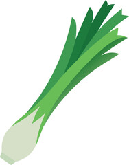 Digital Vector Illustration of Leek Vegetable with White Bulb and Layered Green Stalks for Culinary Use