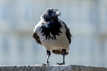 Eine Krähe (Nebelkrähe) auf einem Stein
