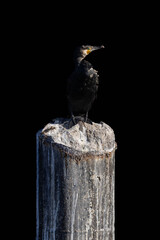 Kormoran vor einem schwarzen Hintergrund