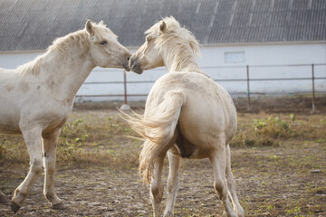 Obraz premium Two white horses bonding in farm paddock