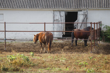 Horses standing in muddy paddock on rural farm