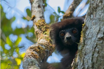 Naklejka premium milne edwards's sifaka peering between leafy branches, revealing vibrant orange eyes amid dense madagascar rainforest greenery