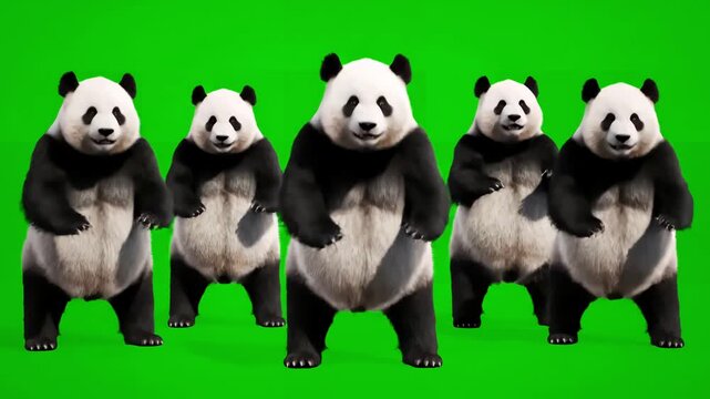 VFX Animal Asset with panda zoo cg fur 3d rendering realistic cgi animation loop crowd dance composition mapping cartoon alpha channel distortion, green screen overlay, glitch, static noise, scan