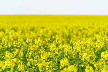 Rapeseed field. Rapeseed petals close-up. Harvesting, agro-industrial farming.