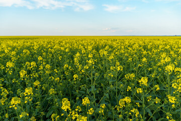 Rapeseed field. Rapeseed petals close-up. Harvesting, agro-industrial farming.