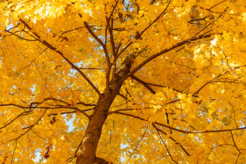 Natural autumn leaves. Autumn beauty of nature. Fall season nature. Fall leaves of yellow tree. Autumn tree change. Nature in fall season. Autumnal sunny day. Seasonal leaves on tree