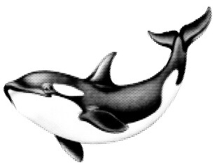 Dolphin vintage y2k halftone art, dolphin halftone stipple brutalist retro vector png with transparent background, bloom 2000s aesthetic photocopy effect tattoo © Twin Design