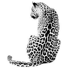 Cheetah vintage y2k halftone art, cheetah halftone stipple brutalist retro vector png with transparent background, bloom 2000s aesthetic photocopy effect tattoo