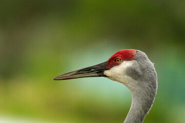 Sandhill Crane Side View Head Shot