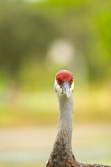 Fototapeta premium Portrait Of A Sandhill Crane Frontal View