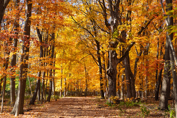 Obraz premium Seasonal leaves on tree. Natural autumn leaves. Autumn beauty of nature. Fall season nature. Fall leaves of tree. Crisp air. Autumn tree. Nature in fall season. Autumnal sunny day