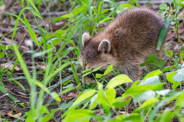 Young raccoon exploring the forest floor.