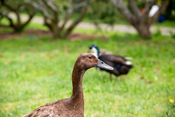 Ducks on the Farm