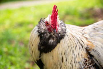Faverolle Rooster