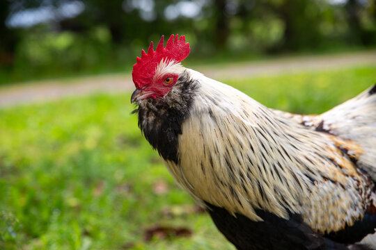 Faverolle Rooster
