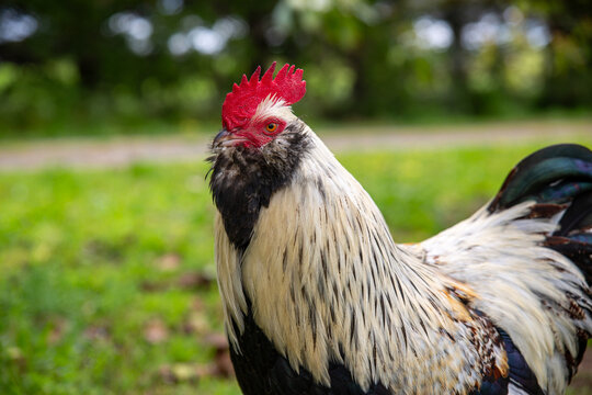 Faverolle Rooster