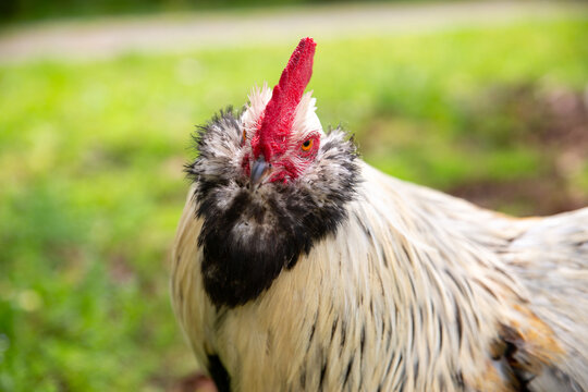 Faverolle Rooster