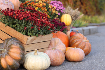 Ripe large pumpkin near flowers in pots. Flowers in pots and a beautiful pumpkin. Seasonal decoration concept. Thanksgiving holiday. The porch of the house is decorated with an autumn composition