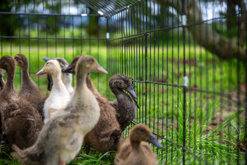 Ducklings