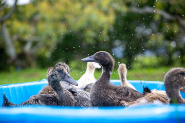 Duck Bath