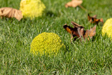 Hedge apples from Osage Orange tree falling in yard. Lawn care, nuisance trees and plants concept