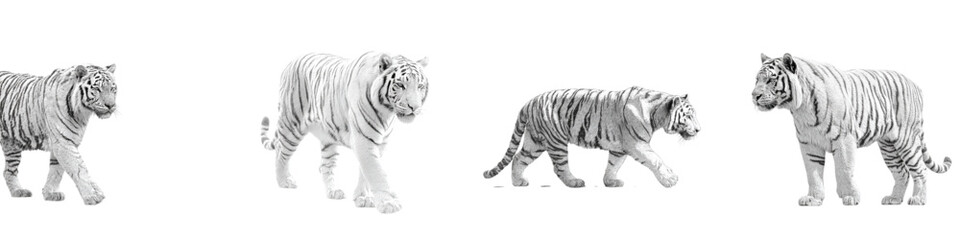 Majestic white tigers walking with grace, a symbol of power and elegance perfect for wildlife conservation campaigns or branding projects requiring strength and beauty