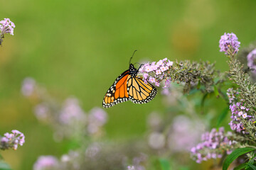 Obraz premium monarch butterfly on a purple butterfly flower
