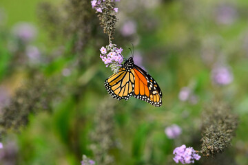 monarch butterfly on a purple butterfly flower