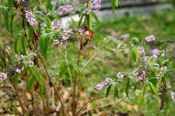 monarch butterfly on a purple butterfly flower