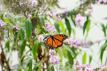 monarch butterfly on a purple butterfly flower