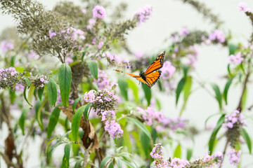 monarch butterfly on a purple butterfly flower
