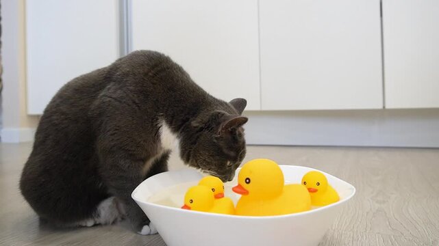 A gray-and-white cat touches rubber ducks in a bowl of water with its paw. A cat plays with a floating rubber duck. Home interior, low angle, soft light. Theme: pets and game.