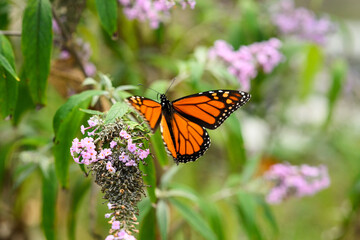 monarch butterfly on a purple butterfly flower