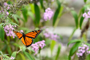 monarch butterfly on a purple butterfly flower