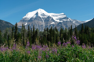 Snow-Capped Mountain View: Majestic peak looms over evergreen forest. Mount Robson