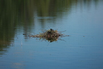 A nest of twigs and grass is floating on the surface of a lake